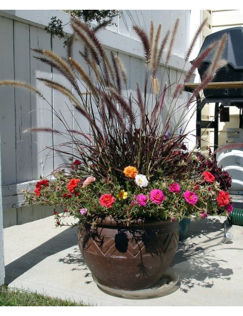 Pennisetum Hameln
