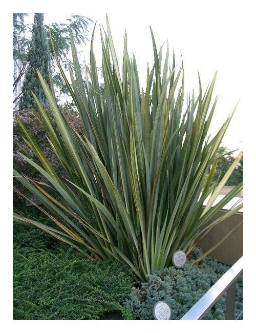 Phormium Tenax
