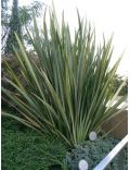 Phormium Tenax