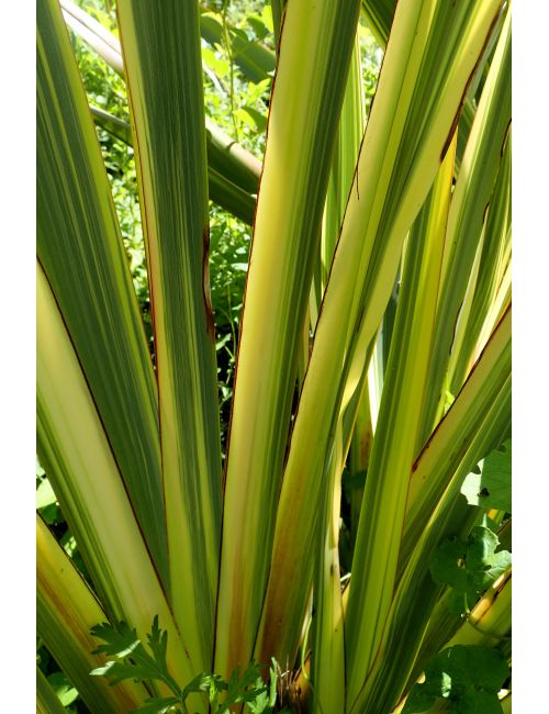 Phormium Tenax