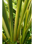 Phormium Tenax