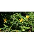 Hypericum Hidcote