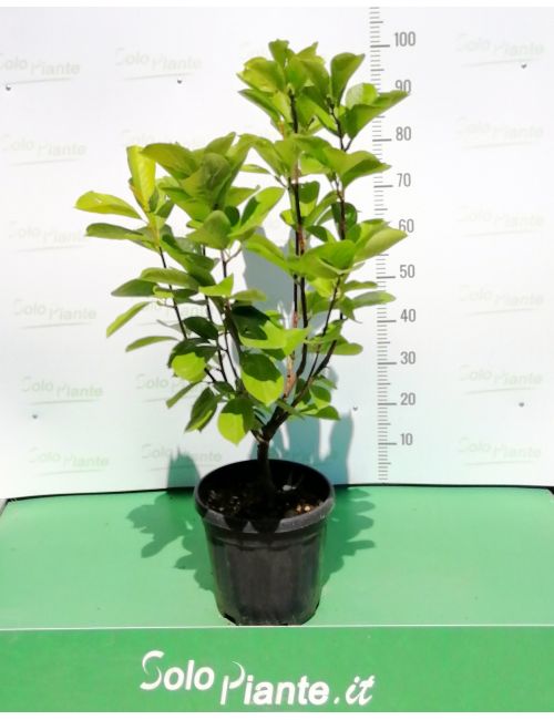 Magnolia Stellata