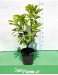 Magnolia Stellata