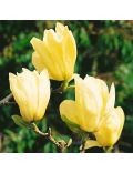 Magnolia Stellata