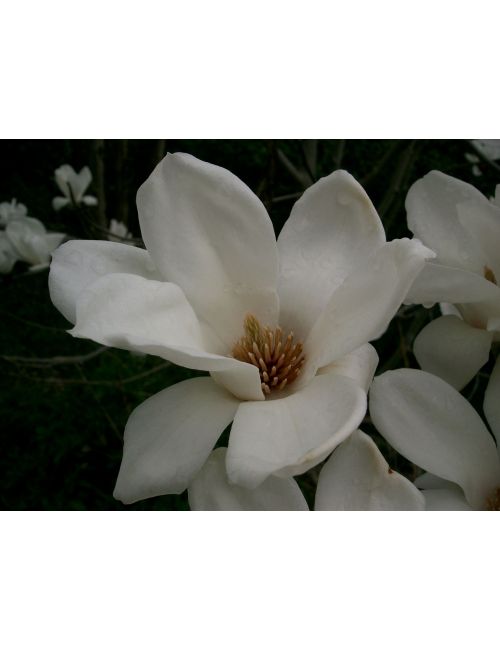 Magnolia Stellata