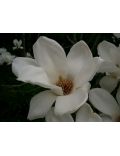 Magnolia Stellata