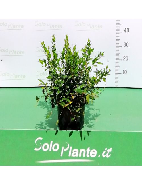 Mirto (Myrtus Communis)