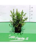 Mirto (Myrtus Communis)