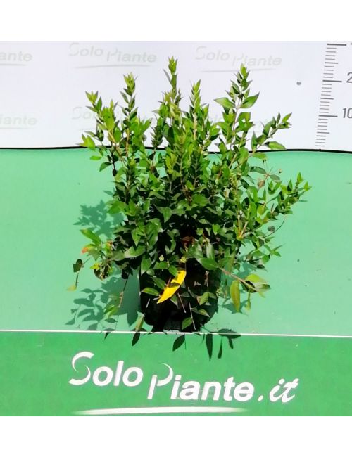 Mirto (Myrtus Communis)