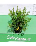 Mirto (Myrtus Communis)
