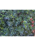 Mirto (Myrtus Communis)