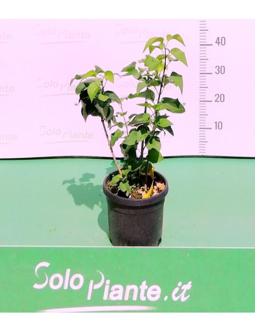 Lillà (Syringa Vulgaris)