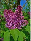 Lillà (Syringa Vulgaris)