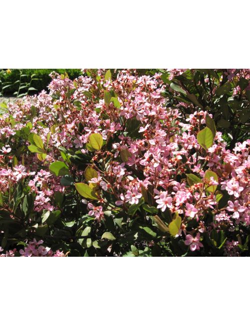 Rhaphiolepis Umbellata Ovata