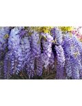 Glicine (Wisteria Sinensis Prolific)