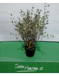 Teucrium Fruticans (Camedrio femmina)