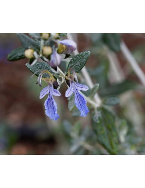 Teucrium Fruticans (Camedrio femmina)