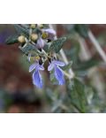 Teucrium Fruticans (Camedrio femmina)