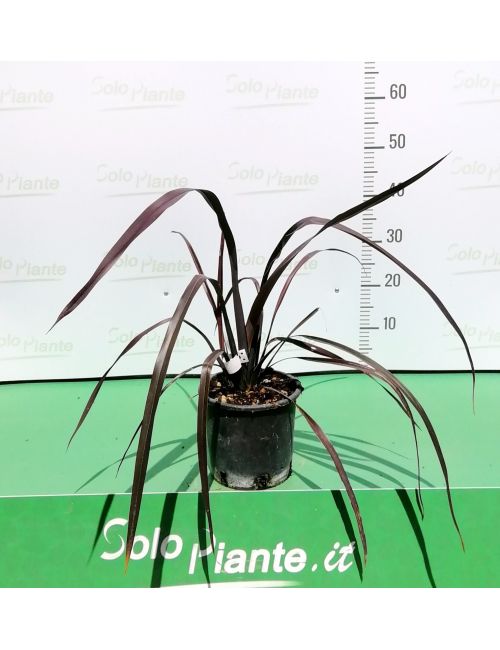 Phormium Tenax