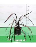 Phormium Tenax