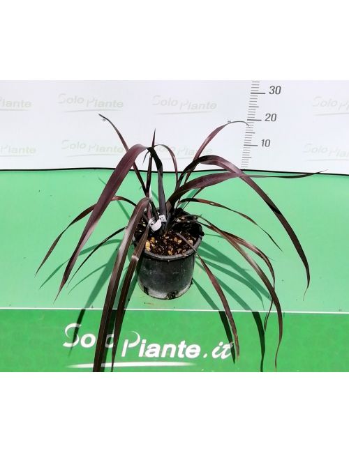 Phormium Tenax