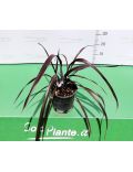 Phormium Tenax