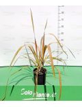 Phormium Tenax