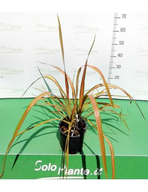 Phormium Tenax