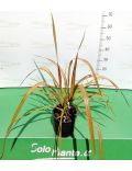 Phormium Tenax