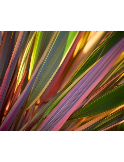 Phormium Tenax