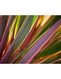 Phormium Tenax