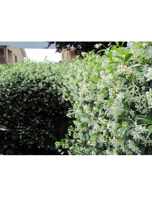 Gelsomino (Trachelospermum Jasminoides)