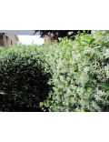 Gelsomino (Trachelospermum Jasminoides)