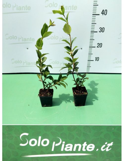 Gelsomino (Trachelospermum Jasminoides)