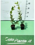 Gelsomino (Trachelospermum Jasminoides)