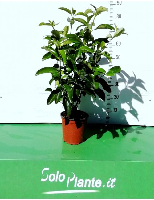 Lauro / Lauroceraso (Prunus Laurocerasus Caucasica)