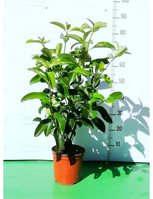 Lauro / Lauroceraso (Prunus Laurocerasus Caucasica)