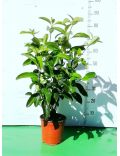 Lauro / Lauroceraso (Prunus Laurocerasus Caucasica)