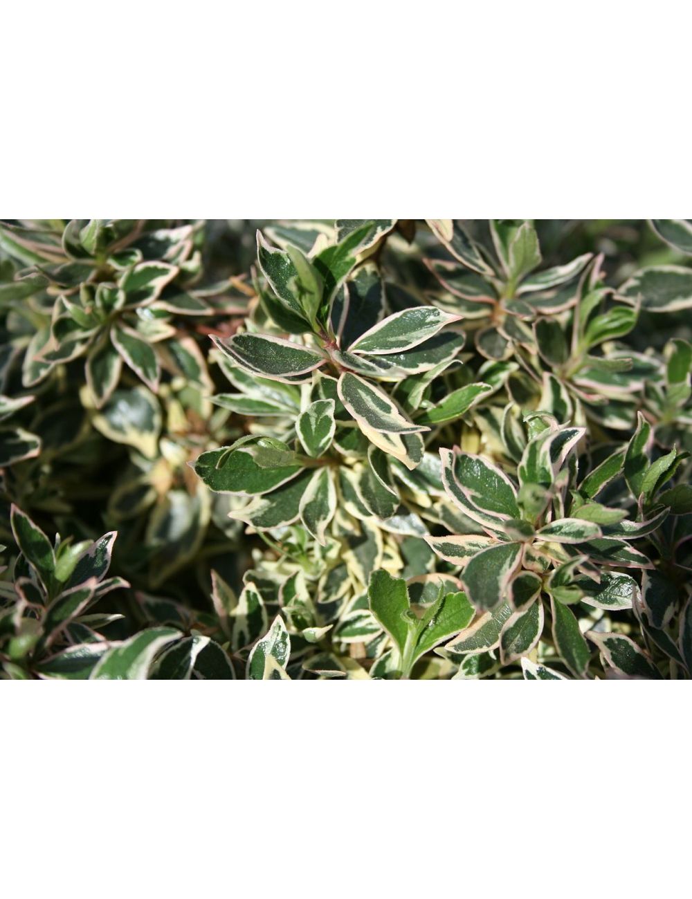 POWERS TO FLOWERS - ABELIA VERDE A FIORE BIANCO, vaso 12, 3 PIANTE piante vere - Powers to flowers - piante e fiori