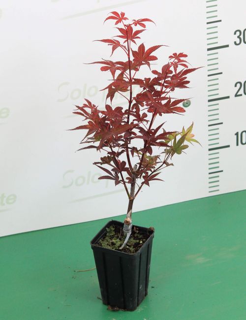 Acer Palmatum Butterfly variegated innesto ideale per bonsai