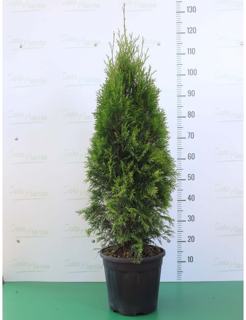 Thuja Occidentalis Smaragd