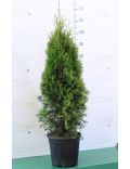 Thuja Occidentalis "Smaragd"