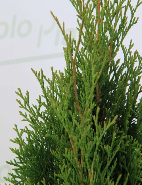 Thuja Occidentalis Smaragd