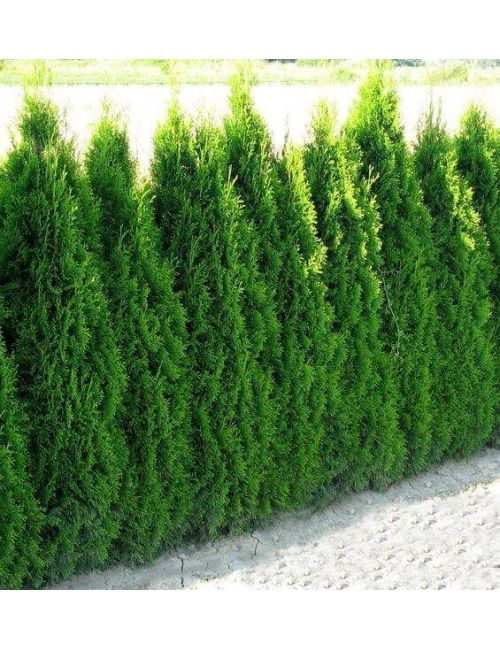 Thuja Occidentalis Smaragd