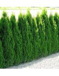 Thuja Occidentalis Smaragd
