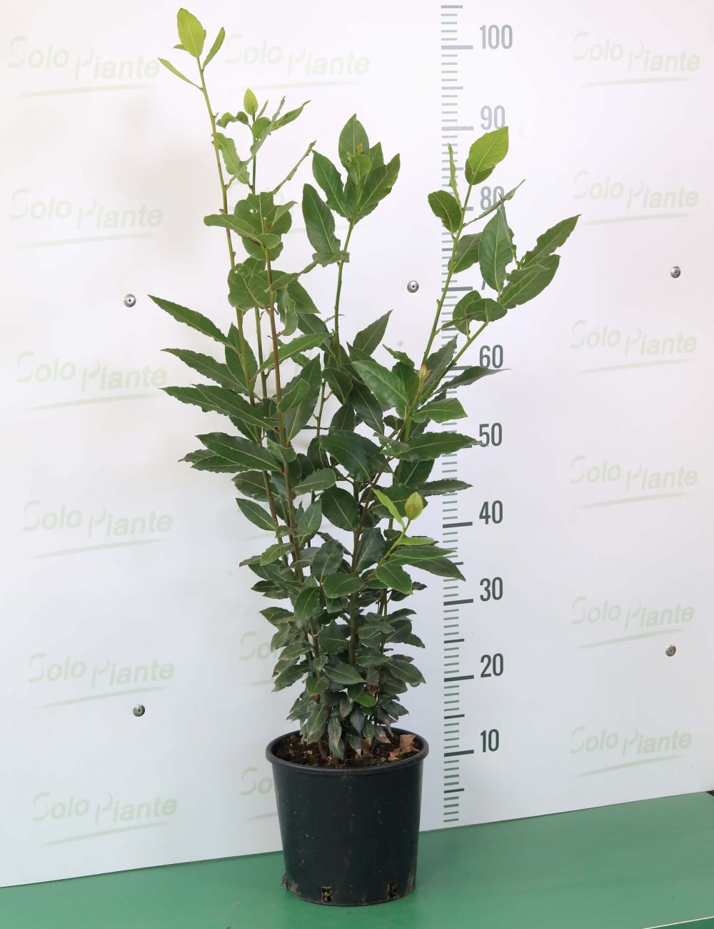 Alloro - Laurus Nobilis - vendita piante vaso 18 cm 