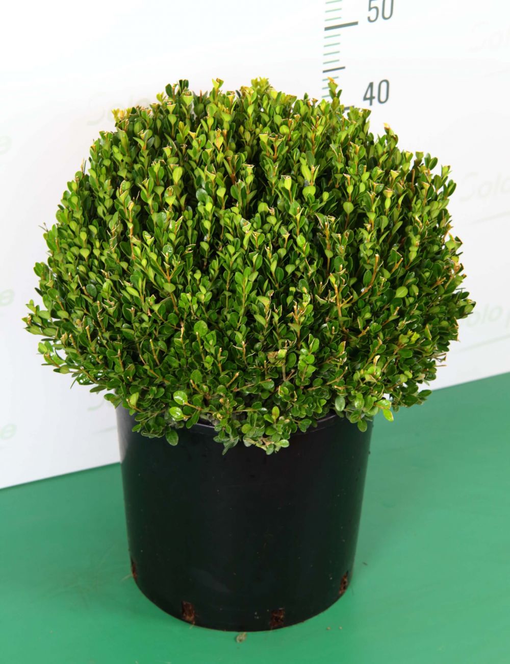 ATYUJKB Sfera Bosso Artificiale 30cm, Palla di Bosso Realistico Foglia, Foglie Verdi Buxus Finto Palla, Verde di Plastica Decorazione in Bosso, Palla per Topiaria Artificiale