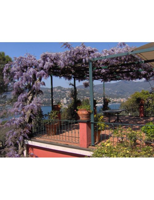 Glicine (Wisteria Sinensis Prolific)