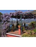Glicine (Wisteria Sinensis Prolific)